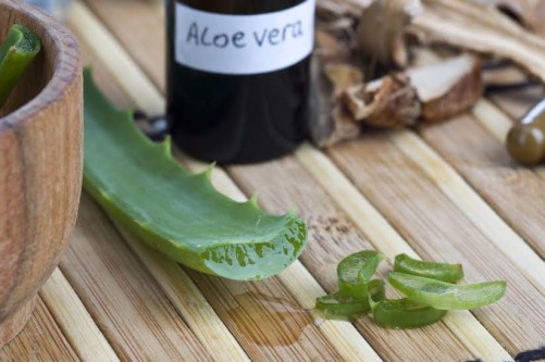 Aloe vera