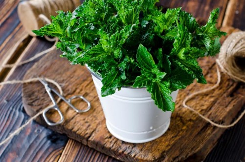 Fresh mint on a wooden table