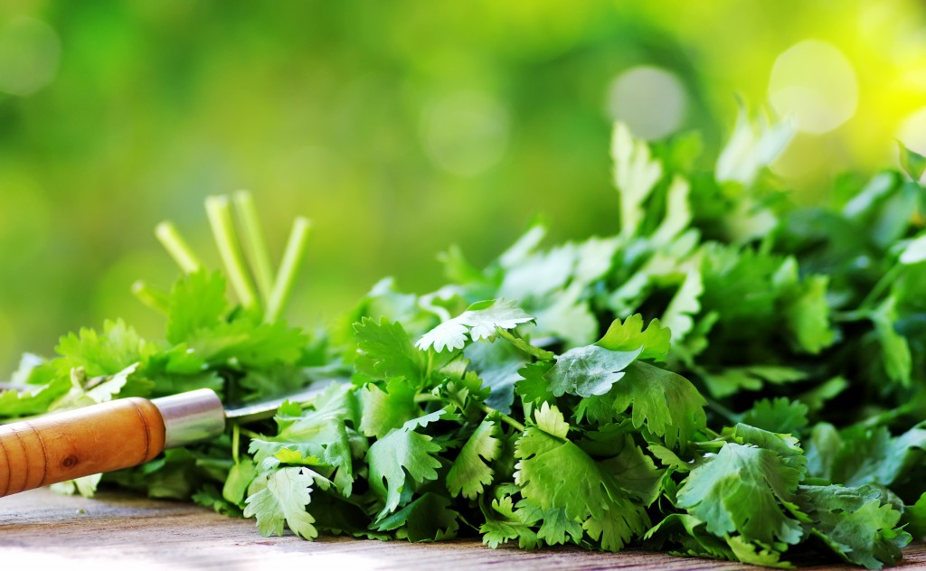 Cilantro herbs and knife.