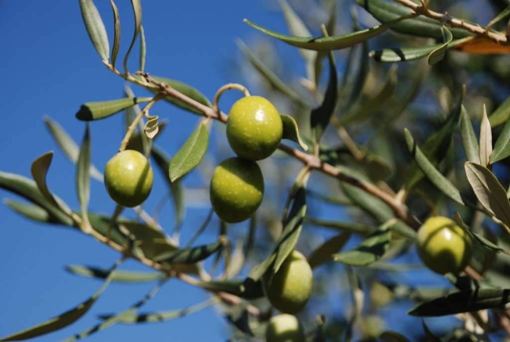 olive_tree