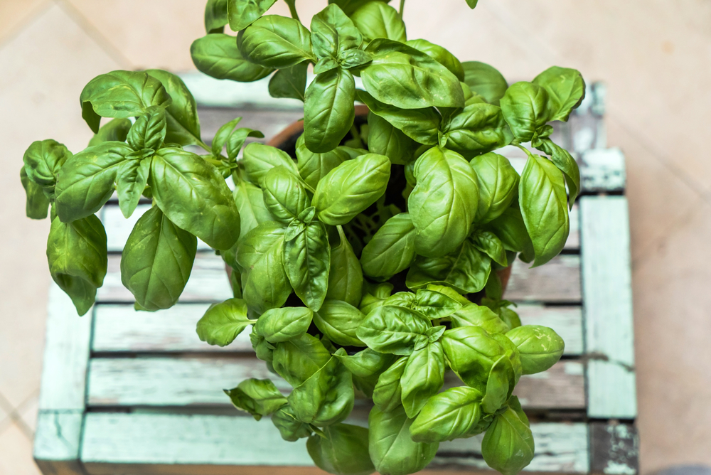 Почему, когда ешь много зелени, розовеют щеки?