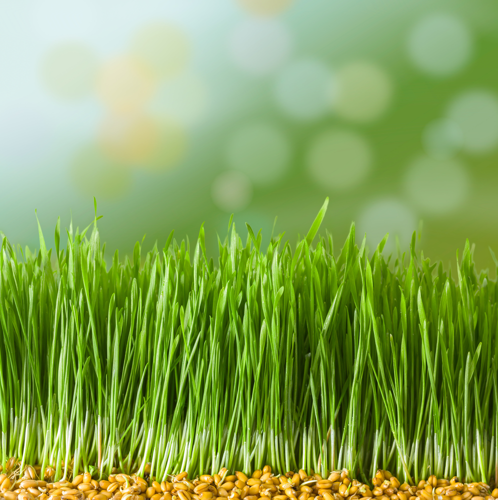 Почему важно считать нутриенты, а не калории