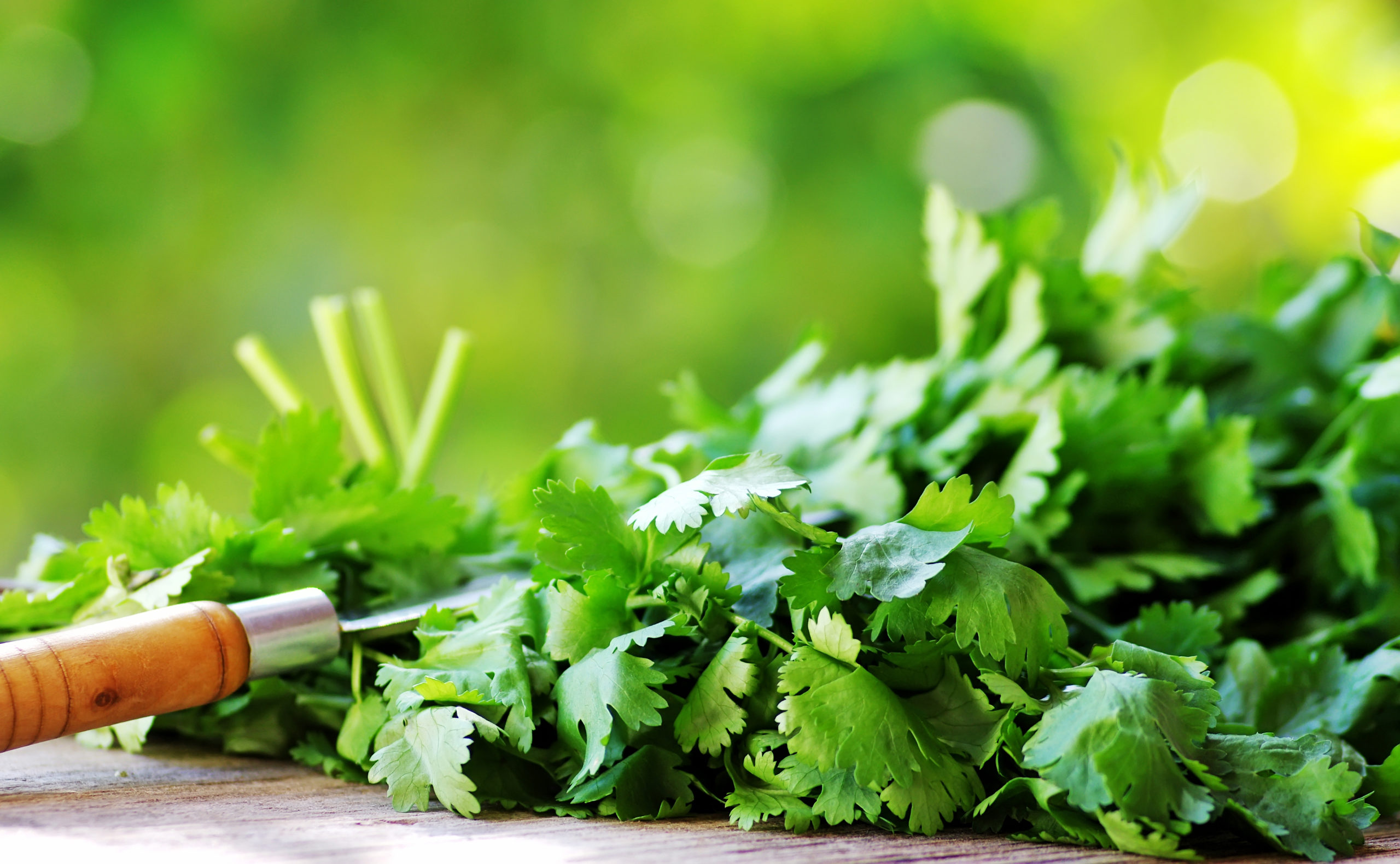 Cilantro herbs and knife.