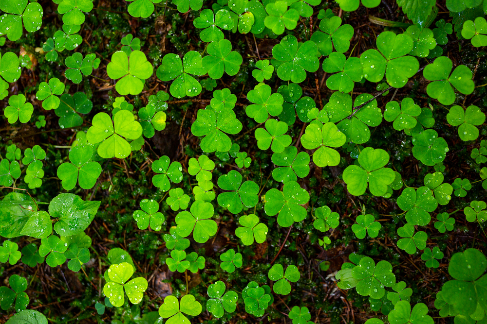 Кислица: чем полезна «заячья капуста» и как ее есть