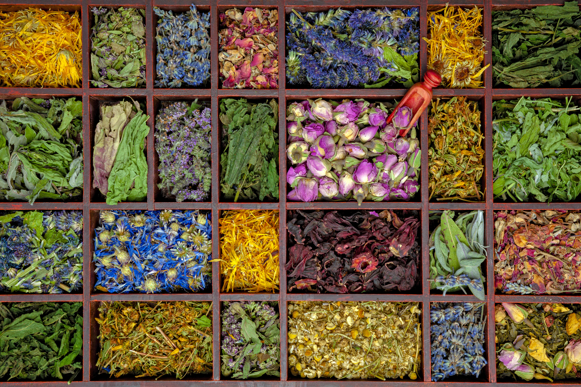 5 трав для уютной зимы