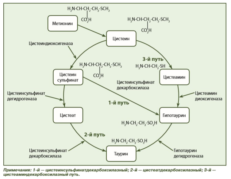 вездесущий таурин