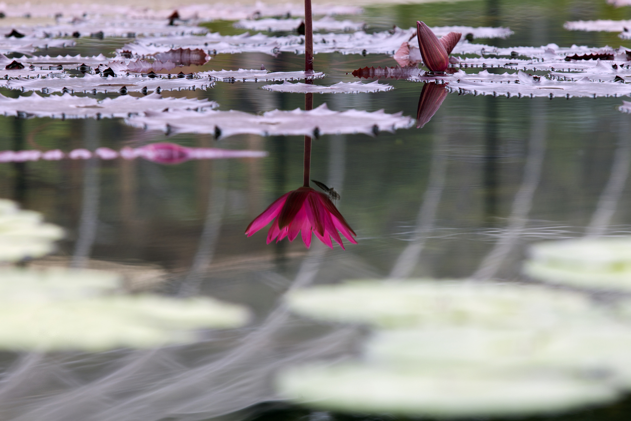 Вибрационный прогноз от lee на февраль 2023