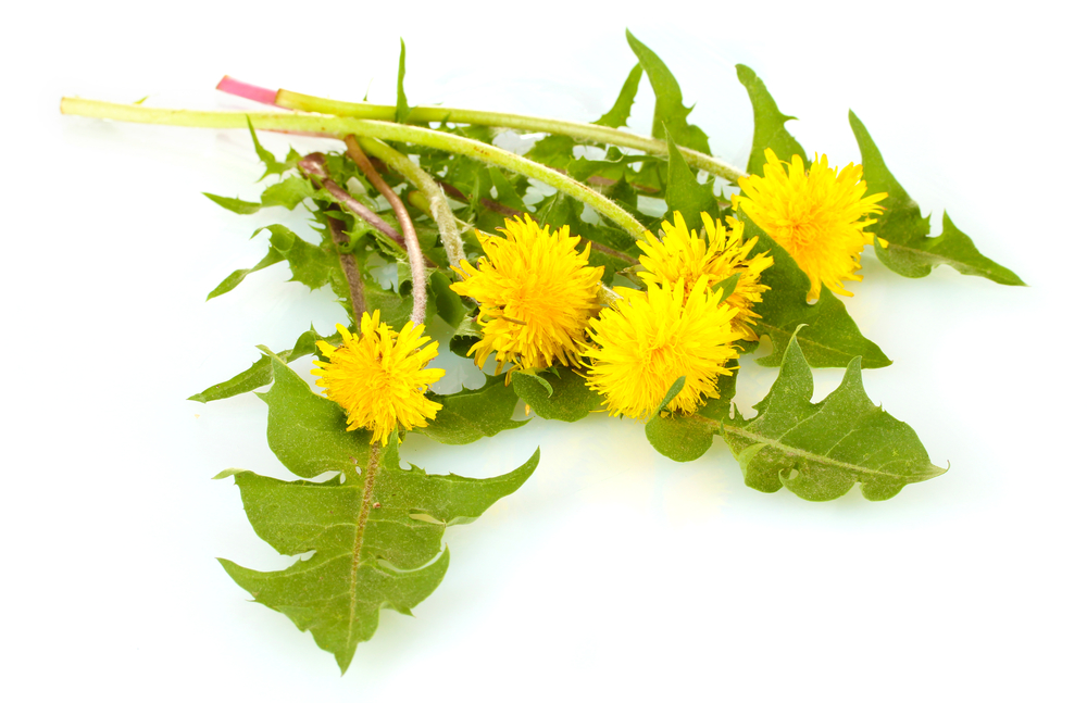 Польза листьев одуванчика: 10 причин включить их в ваш рацион