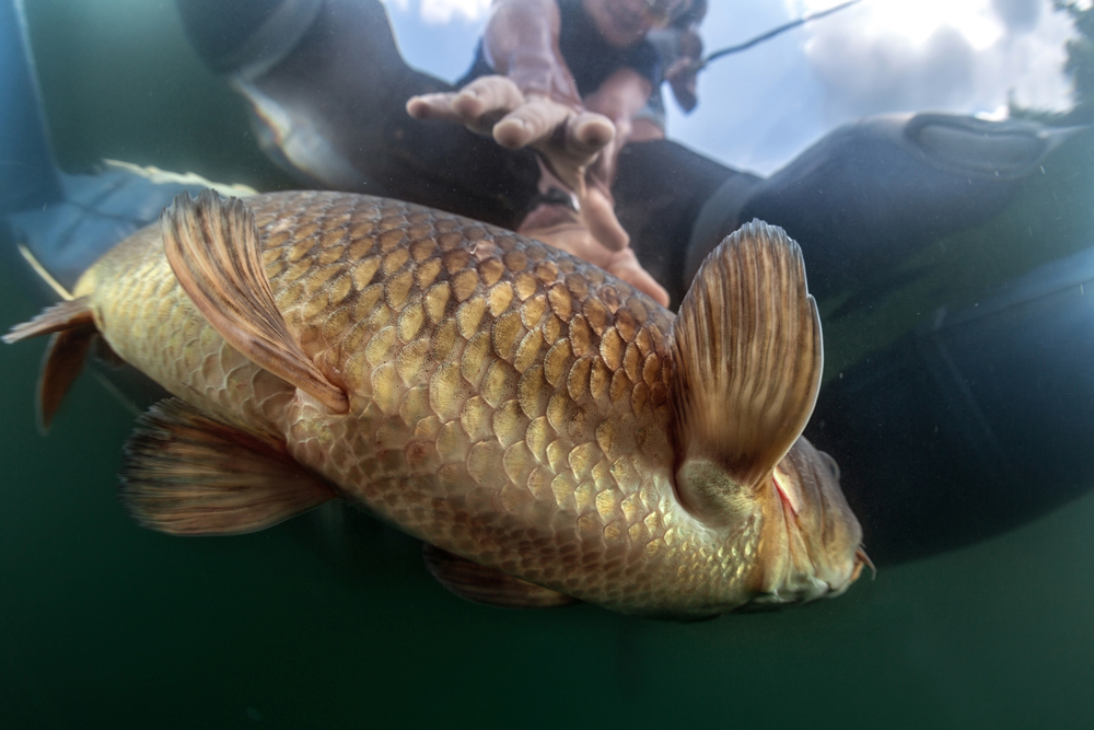 Животный белок: есть или не есть, и как найти баланс? Часть 2.