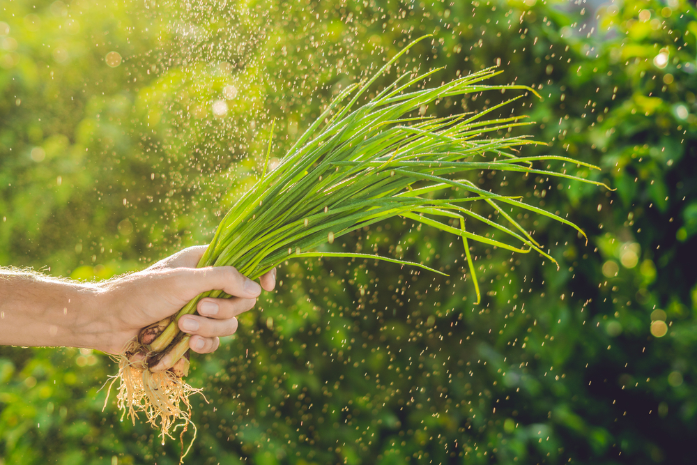 Майский дайджест Organic Woman: нутриенты весны, детокс на кухне, дикоросы и ощелачивание