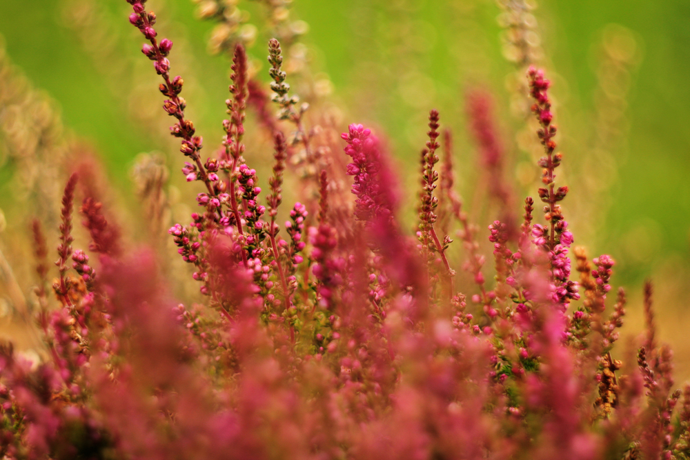 Дикие травы: что и где собирать в августе