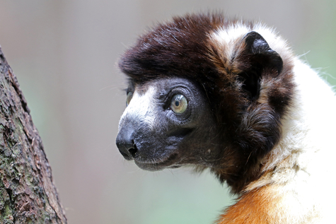 Save the last ones: капсульная коллекция unisex футболок с изображением вымирающих видов животных