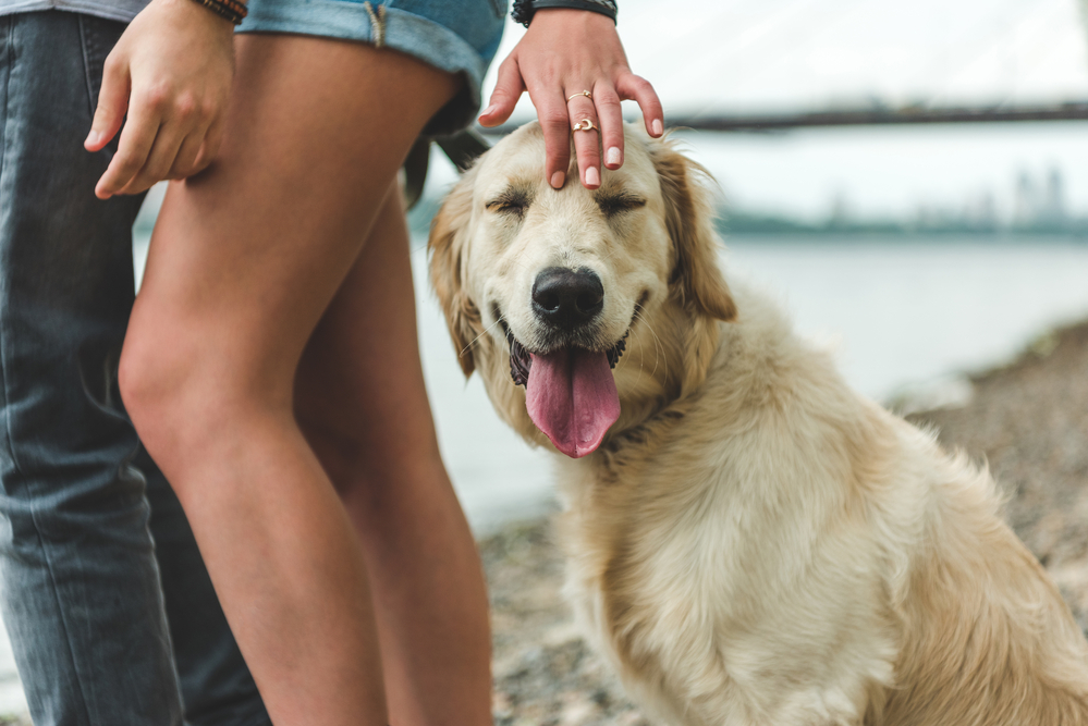 Собакотерапия, или почему собака полезна для здоровья