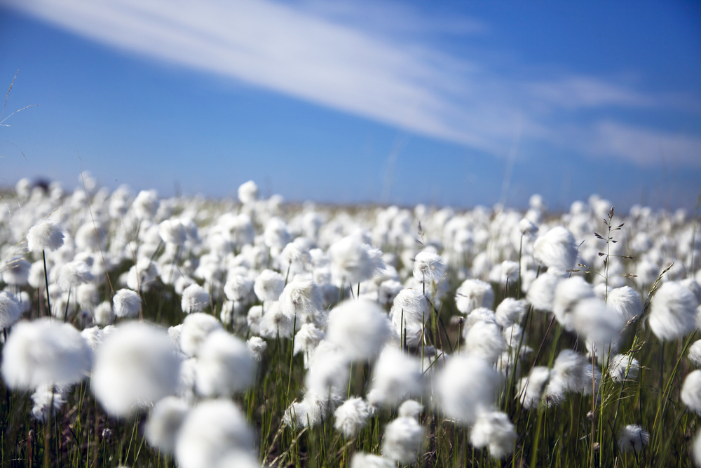 Вибрационный прогноз от lee на апрель 2020 года