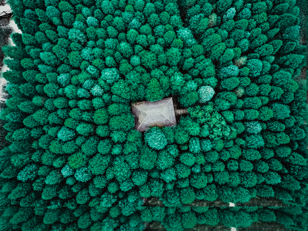 Вибрационный прогноз от lee на июнь 2021 года