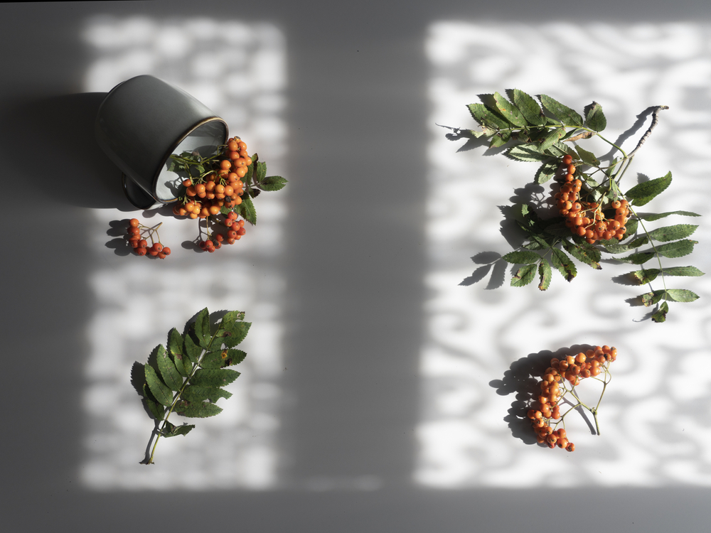 Дары осени: о пользе рябины и не только