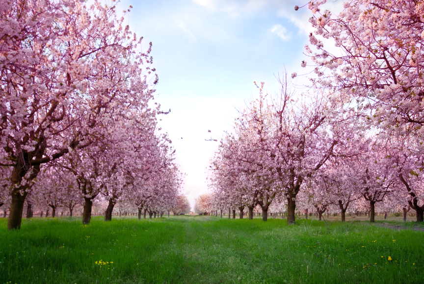 10 правил долголетия Дэна Бюттнера