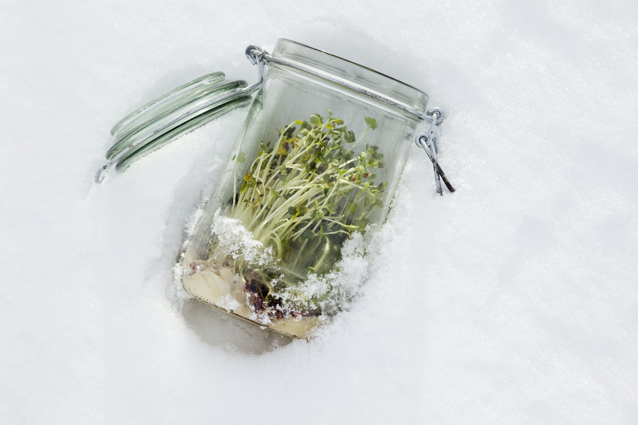 Готовимся к весне: как помочь себе травами и не уйти в «детокс»