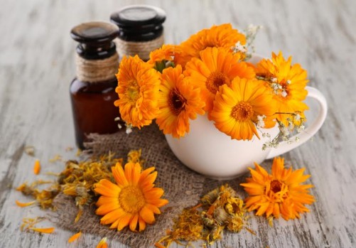 Medicine bottles and calendula flowers on wooden background