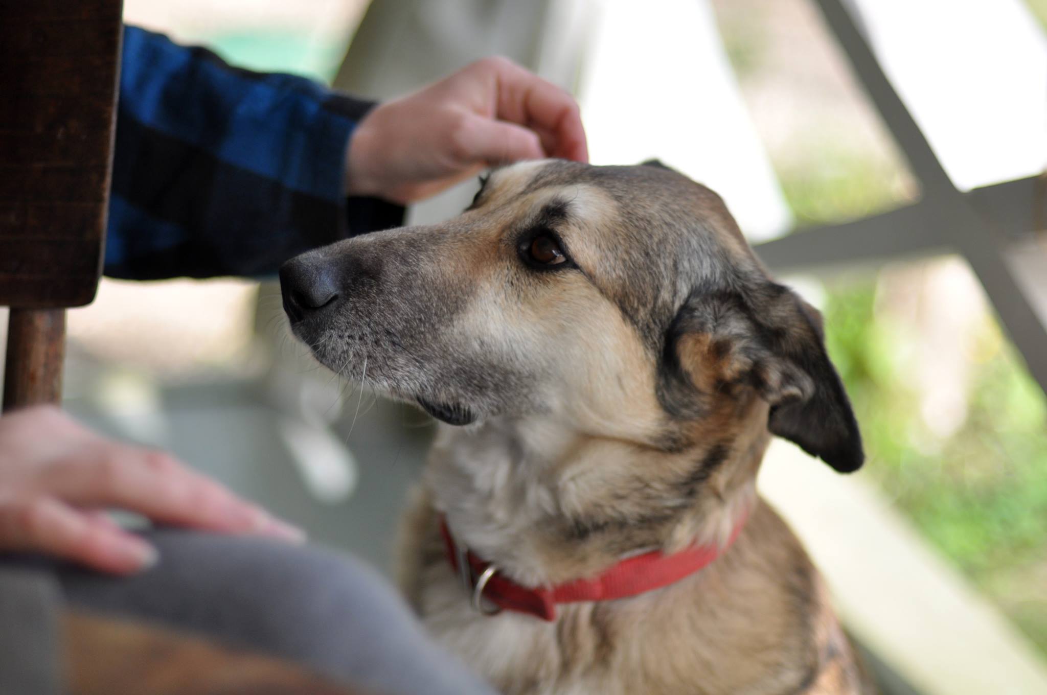 Взять собаку из приюта, или как экс-беспризорник превратился в трепетную лань
