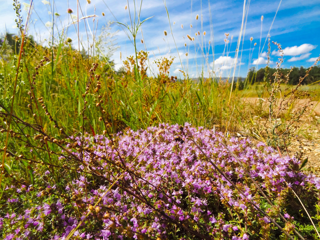 Чабрец – аромат степи и дух Байкала