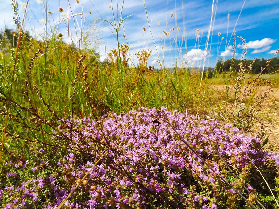 Чабрец – аромат степи и дух Байкала