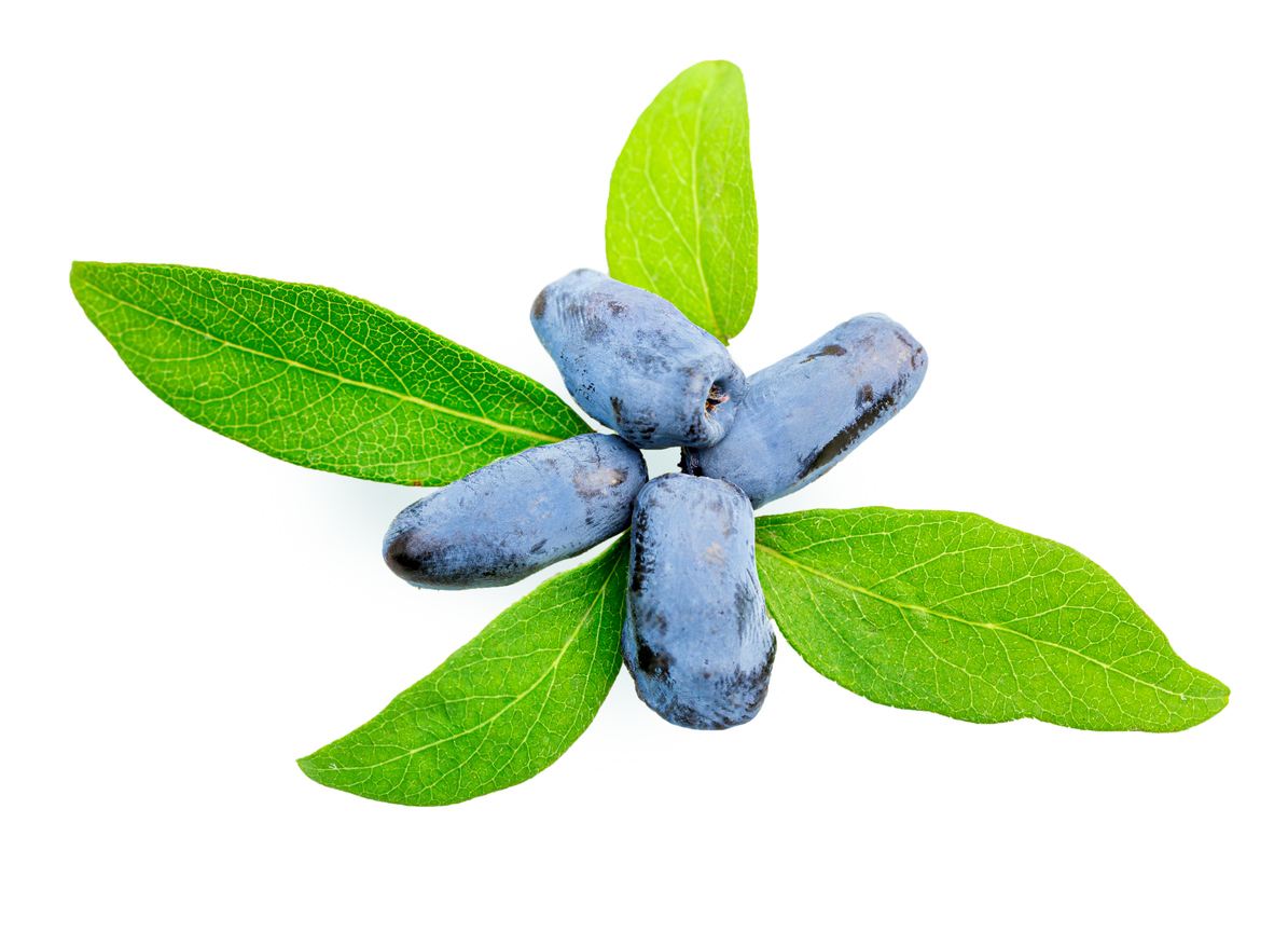 Жимолость: первая ягода сезона с мощным целебным потенциалом