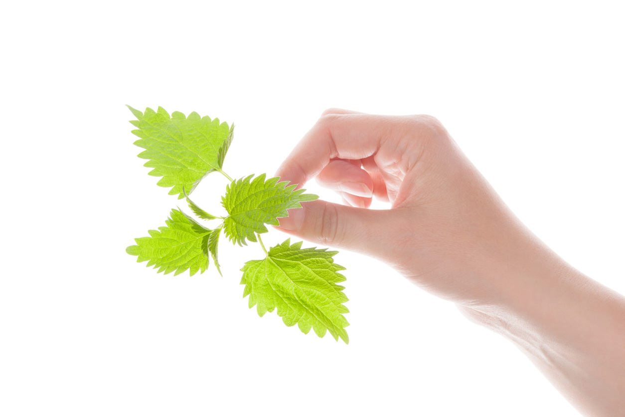 Крапива: зелёное золото для здоровья и красоты