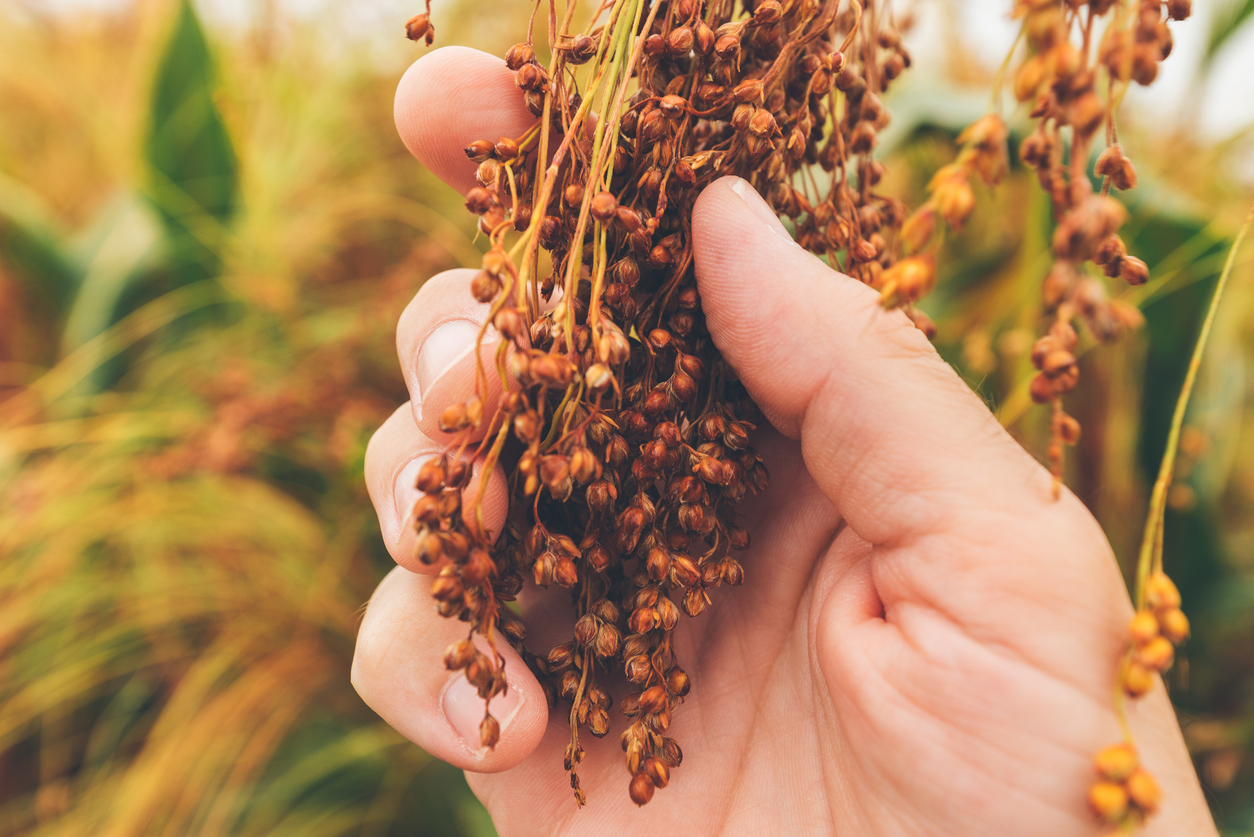 Сорго: почему нам нравится этот злак