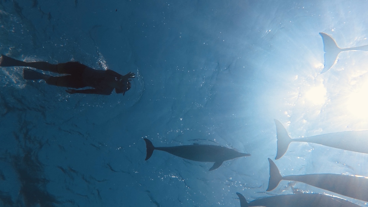 Как я исполнила свою мечту и поплавала с дельфинами