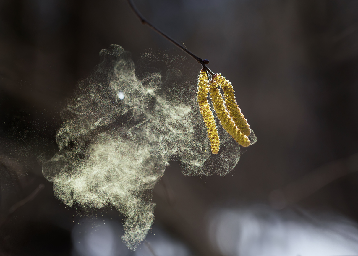 Берёза зацветёт через две недели: что делать прямо сейчас, если у вас поллиноз